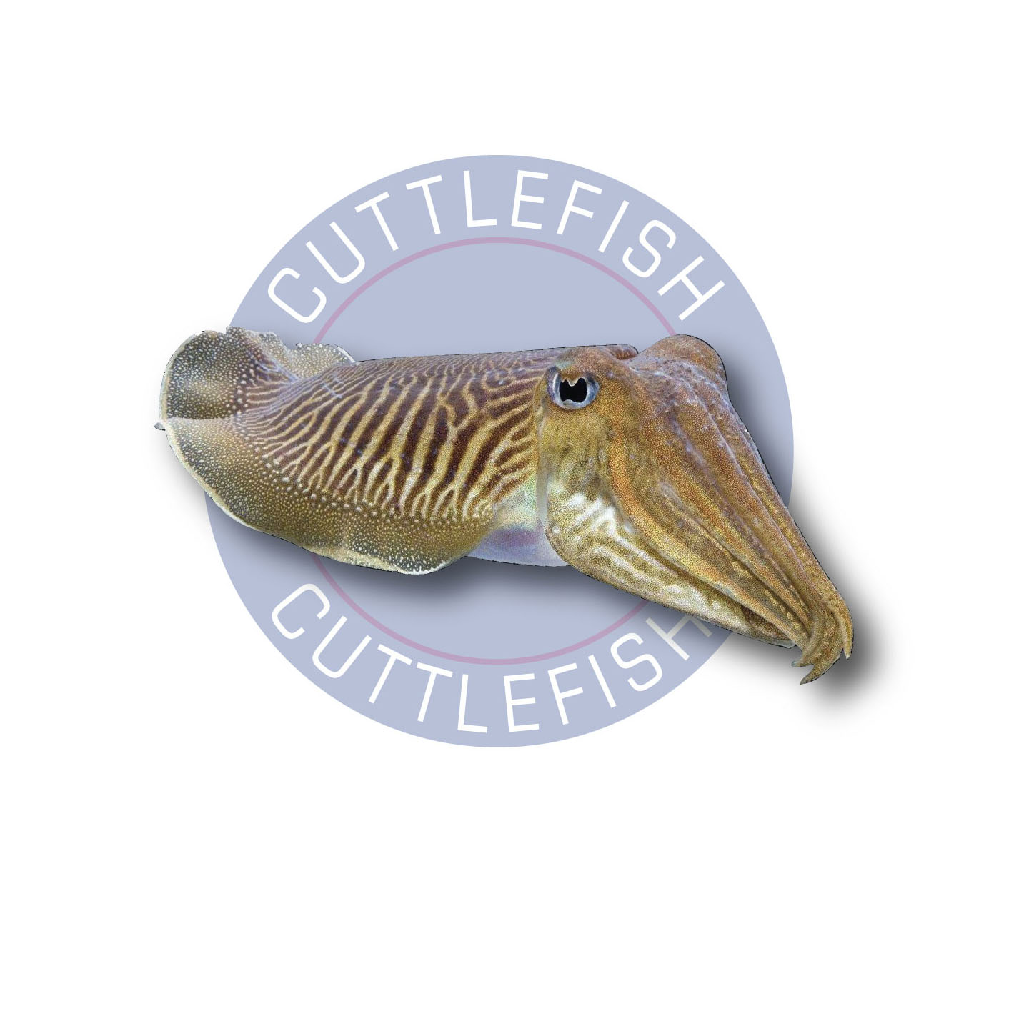 Frozen cuttlefish The Fish Man Fresh Fish Delivered Door‎